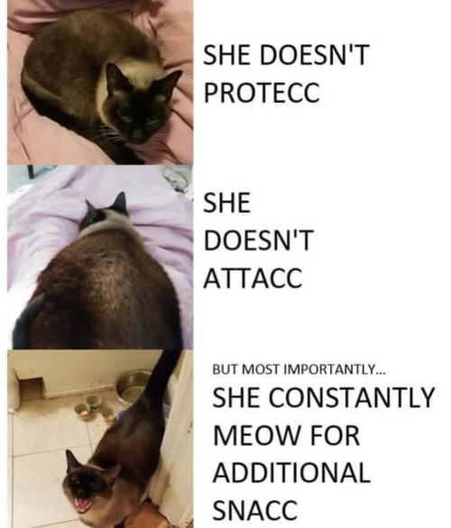 justcatposts: Cats in a nutshell