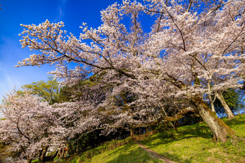 桜の山