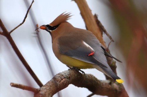 It&rsquo;s always a treat to see cedar waxwings in the city