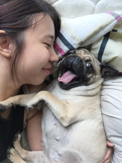 cute-overload:You don’t choose the pug