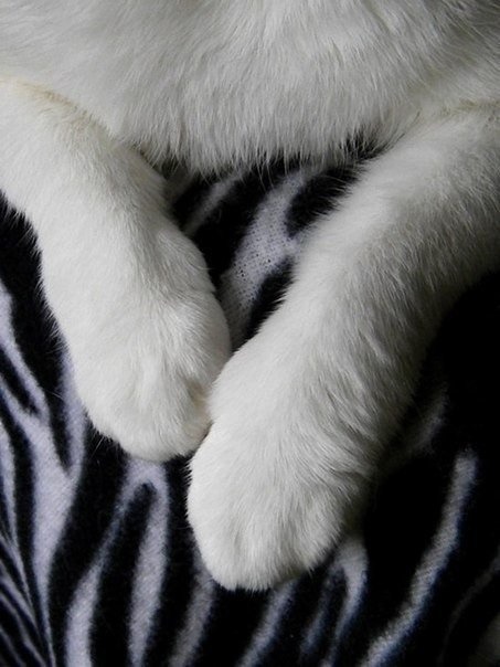 theamazinglei: @namelesskitten22 soft toesies porn pictures