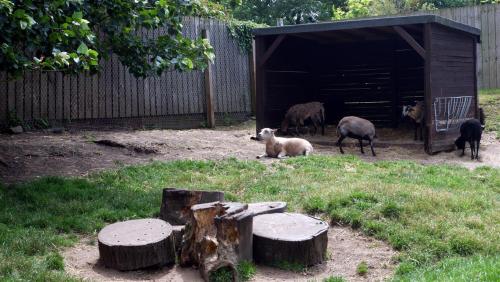 Cameroon and Shetland Sheep.