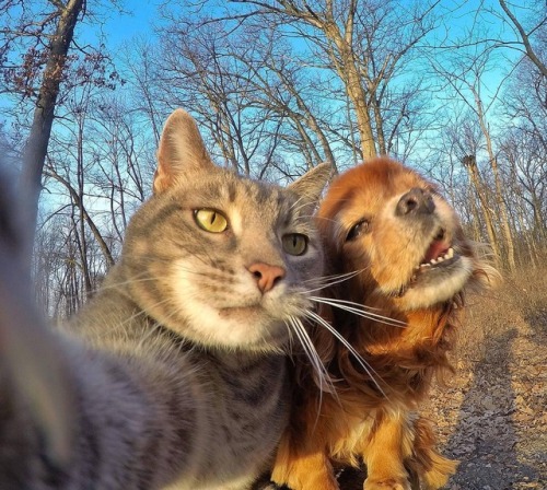 aww-so-pretty: This cat have better selfies than me