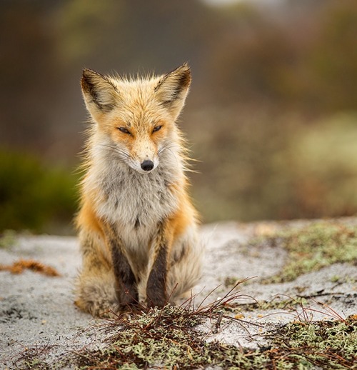 beautiful-wildlife:
“ At Ease by Hisham Atallah
”