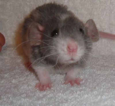 percy-phone:*shows you a picture of a rat* *shows you a picture of a rat* *shows you a picture of a rat* *shows you a picture of a rat* *shows you a picture of a rat* 