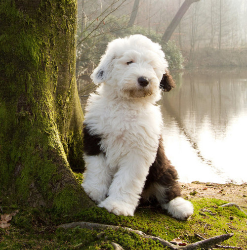 a sheepie