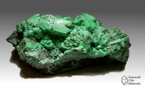 emeraldcityminerals:Clusters of sour apple green Adamite ( (Zn,CU)2(AsO4)(OH) )(var cuprian adamite)