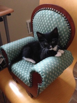 dorchi:  just-fairydust:  impala-drama:  Today, I found a kitten sized chair and, luckily, I had a kitten to put in it.   még szerencse  aranyosság &lt;3 