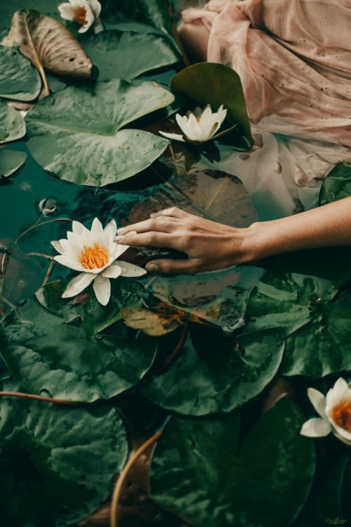Lilies