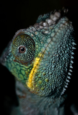 de-preciated:  Panther Chameleon by lecutusuk on Flickr. 