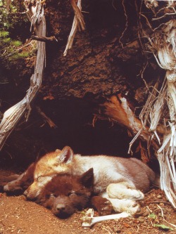 nourishmydirt:  wolveswolves:  Three wolf pups fell asleep in front of their den  Picture by Daniel Cox, scanned from the book ‘Wolves’ by Daniel Wood   I CAN’T WAIT TO HOLD YOU AGAIN GYPSY 