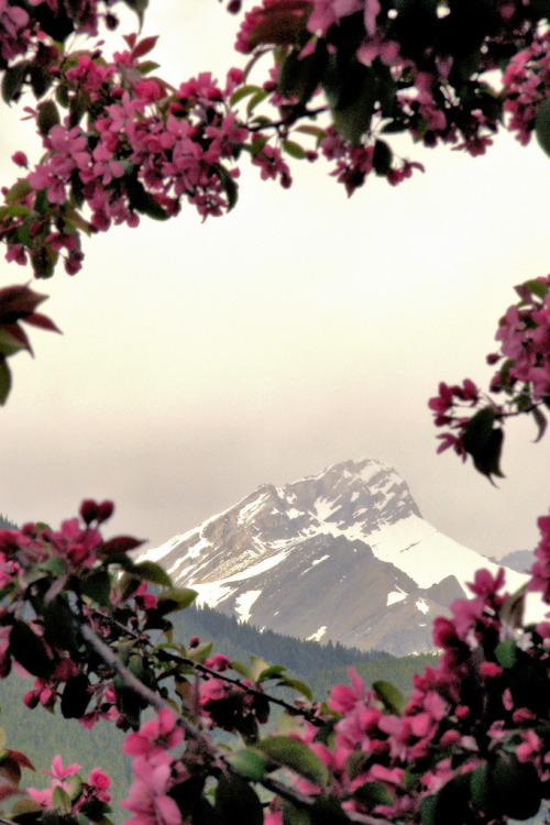 touchdisky:Cascade Mountain | Canada by Debi123 (taking a break)