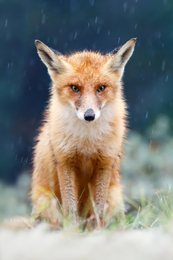 beautiful-wildlife:  I Can’t Stand the Rain by Roeselien Raimond 