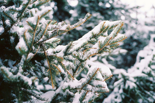 flugunfaehig:Winter love. by Hello i’m Wild ! on Flickr.