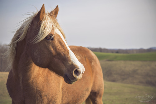 Cash. Beautiful QH gelding a friend of mine owns. He’s just a doll and he knows it. ~Courtney