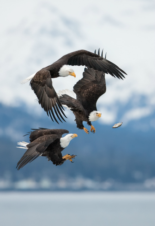 sbombshell:  oecologia:  A group of Bald Eagles fighting for a bite to eat. (by: Charles Glatzer)  thats amazing 