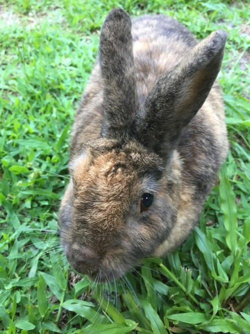 This is Cinnabunny, a sweet and precious round fluff. He showed up one day and adopted us.