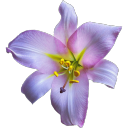 Porn Pics lavender-lily: