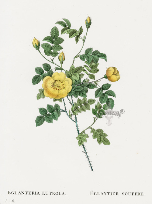 Extracts from Les Roses (1817) by P. J. Redoute, commissioned by Joséphine de Beauharnais