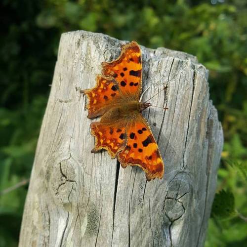 Stung my legs so bad to get this beauty #noedit #insects #bugs #butterfly #nature #naturelovers #nat