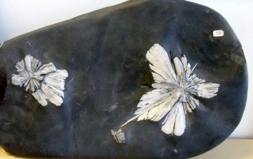 earthstory: Chrysanthemum stone These delightful flowery specimens are sedimentary rocks found in a 