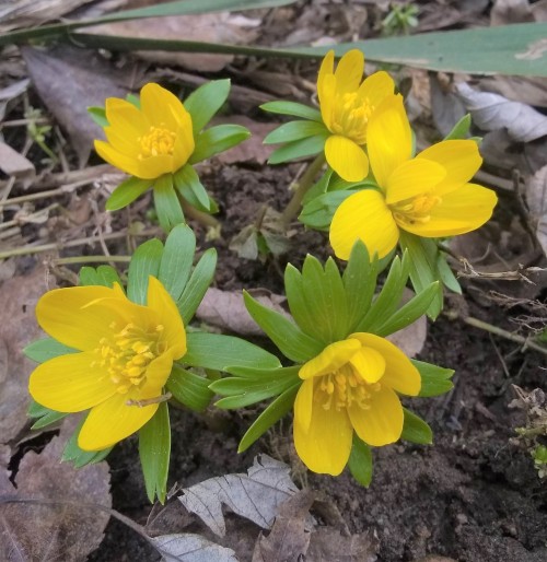 forsythiahill:Thrilled to see the first Spring flowers blooming on Forsythia Hill in Charlottesville