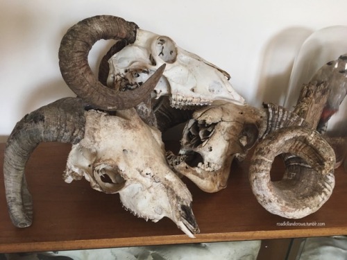 roadkillandcrows: Some of my ram and goat skulls.