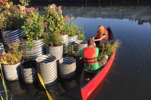 mhysa-pizza: moonageddaydream:  solarpunks:  Floating Garden Cleans As It Grows In One of Most Polluted Waterways In US The Gowanus Canal in New York City is notorious for being one of the most polluted waterways in the U.S. Imagine everyone’s surprise