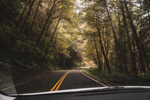 Morning drive in the woods – happy fall everyone!  (o˘◡˘o)