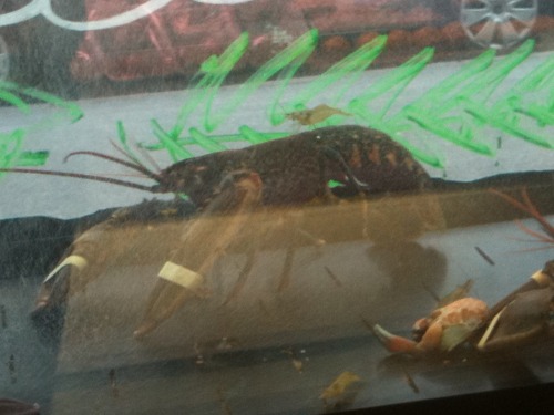 Look at that mofo shrimp, riding that lobster. 