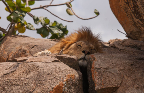 XXX theanimalblog:  A lizard watching a sleeping photo