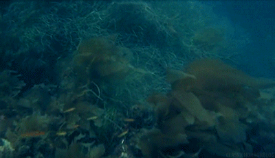 classichorrorblog:  Jaws (1975) Directed by Steven Spielberg When a gigantic great white shark begins to menace the small island community of Amity, a police chief, a marine scientist and grizzled fisherman set out to stop it.