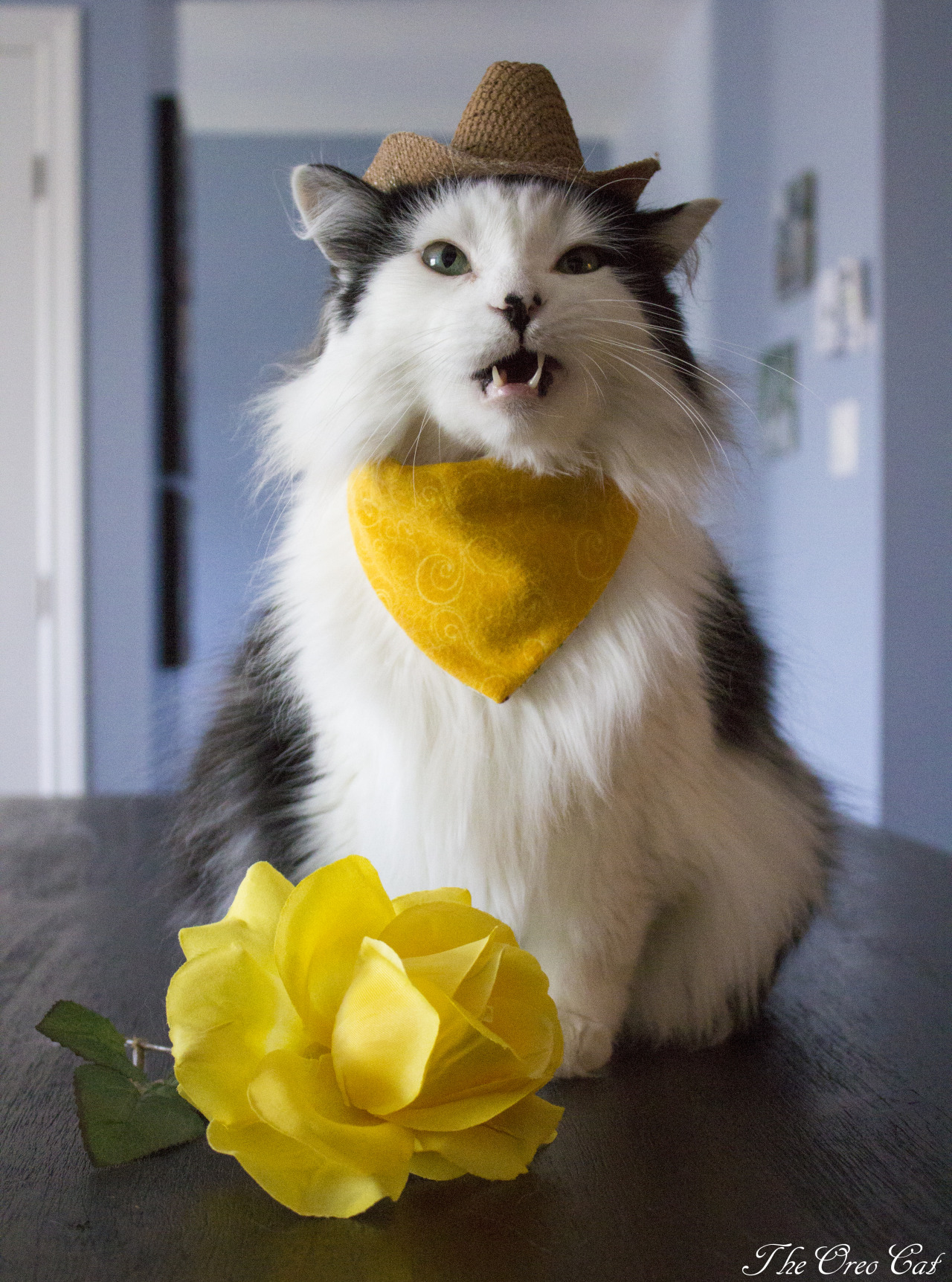 theoreocat:    “Never bring your girlfriend more than one flower at a time. It