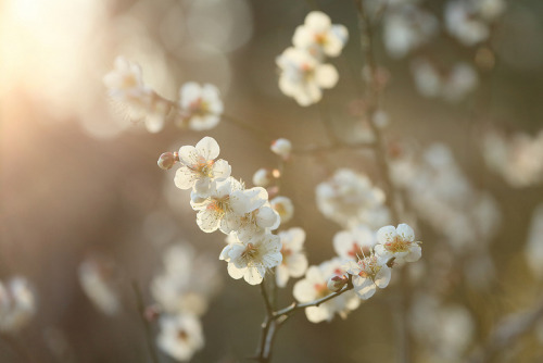 milkeutea-cafe:  Japanese apricot flowers. by cate♪ on Flickr.