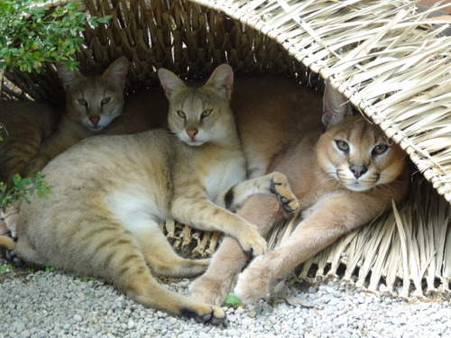 cute-baby-animals: These are simply called Jungle Cats.  They seem to have huge ears, the longe