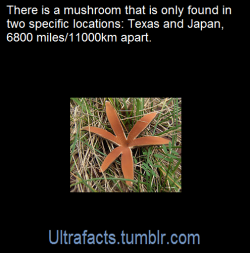 ultrafacts:   Chorioactis is a genus of fungus