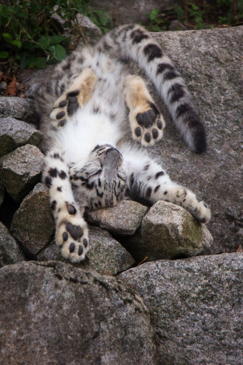 funkysafari:A snow leopard cub that fell asleep during playtimeby Cloudtail the Snow Leopard