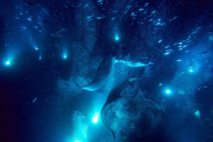 mymodernmet:  Portland-based photographer Mako Miyamoto ventured underwater to capture