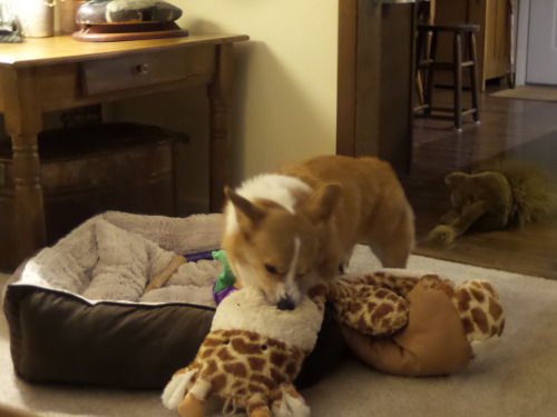 otisthecorgi:Otis got a new bed. He brought porn pictures