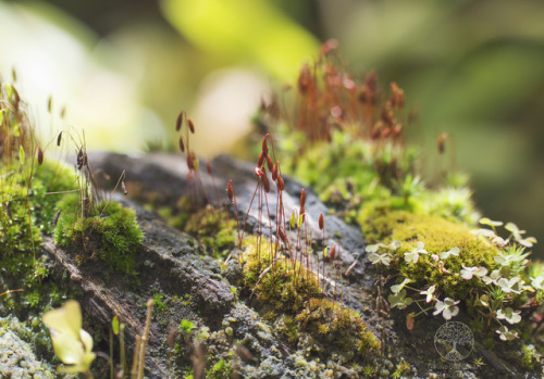 naturespiritheart: Moss Clusters by NatureSpiritHeart Photography  Instagram