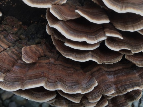 Some fungi growing on a stump in my front yard. Pretty sure they’re turkey tail mushrooms.