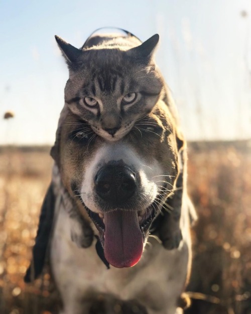 aww-so-pretty: Meet Henry The Colorado Dog and his best friend.