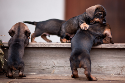 thefrogman:  Dachshund puppies by Håkan