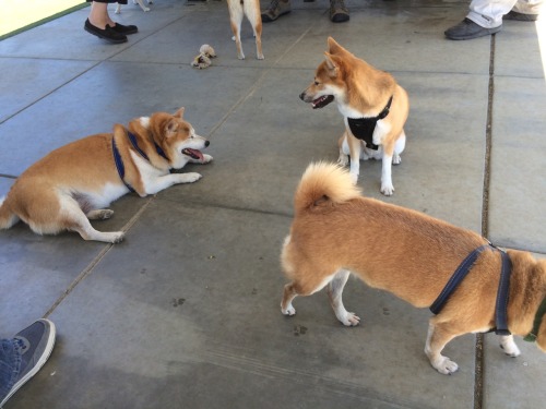 XXX proctalgia:  I’m at a shiba inu party I’m photo