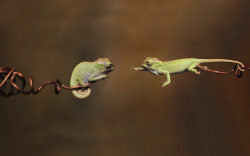 awesome-picz:  Chameleon Babies That Will