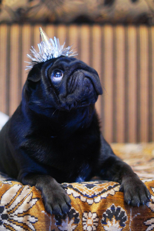 black pug