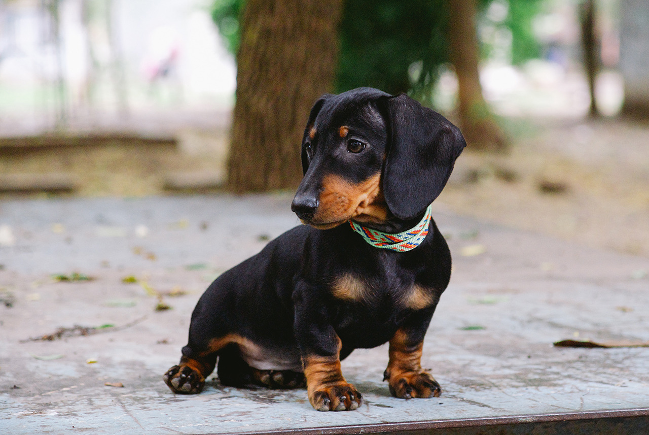 Dachshund Parade - zeldadoxie: Сегодня у нас потеплело, кажется,...