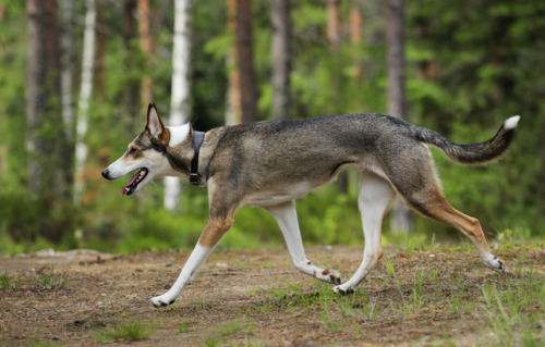 justslowdown: more Noyal Team dogs, smooth collie x Siberian husky