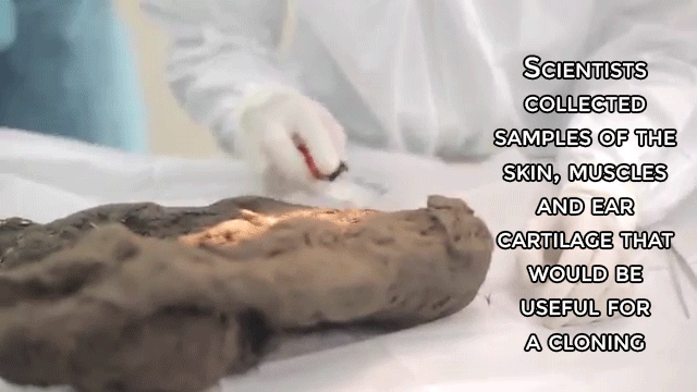 rarerespite:  oldbluedog:  sizvideos:  This 12,400 years old puppy could be brought