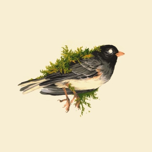 teaganwhite:These 3 bird giclée prints are dropping today, October 10th at 2pm Central time at THEVA
